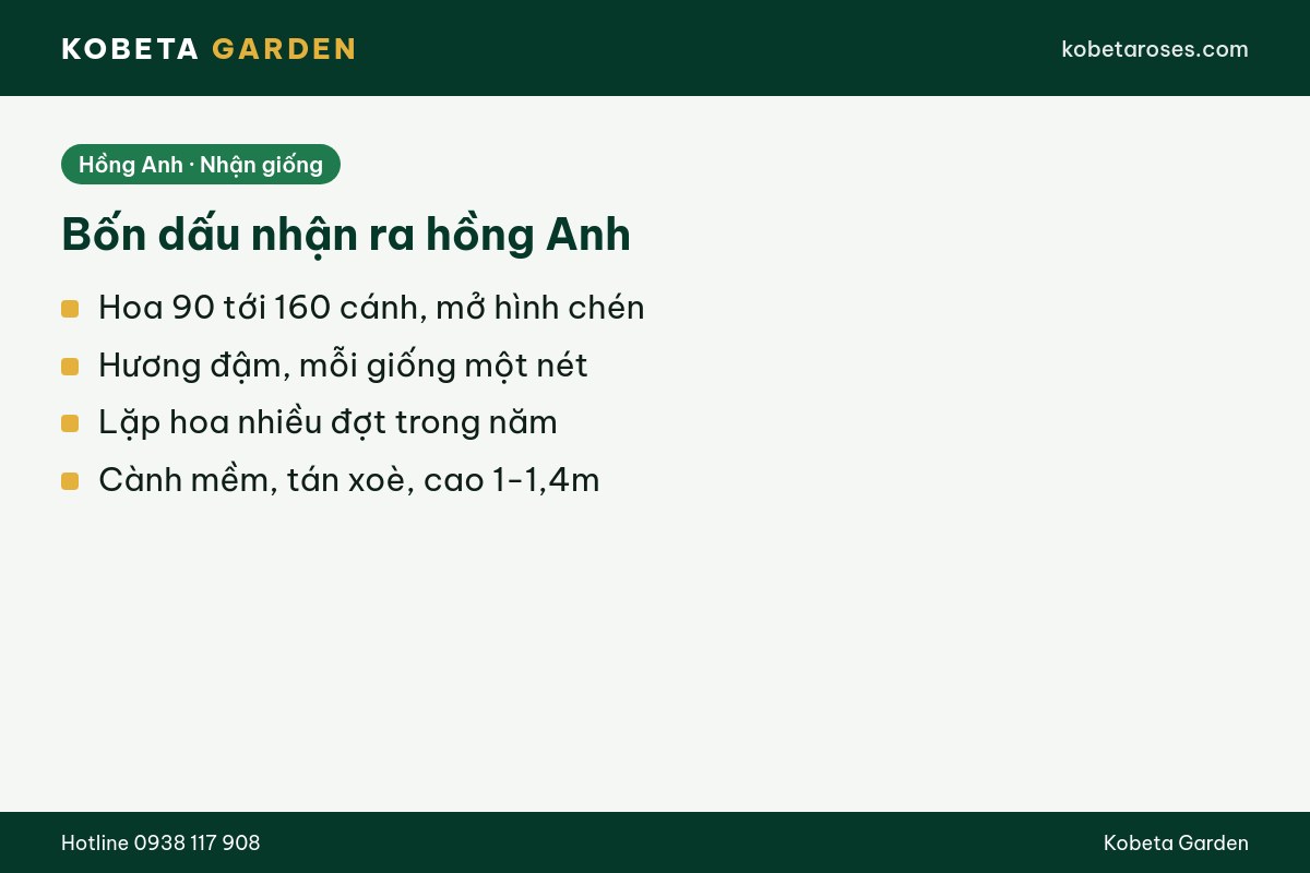 Hình ảnh bài viết