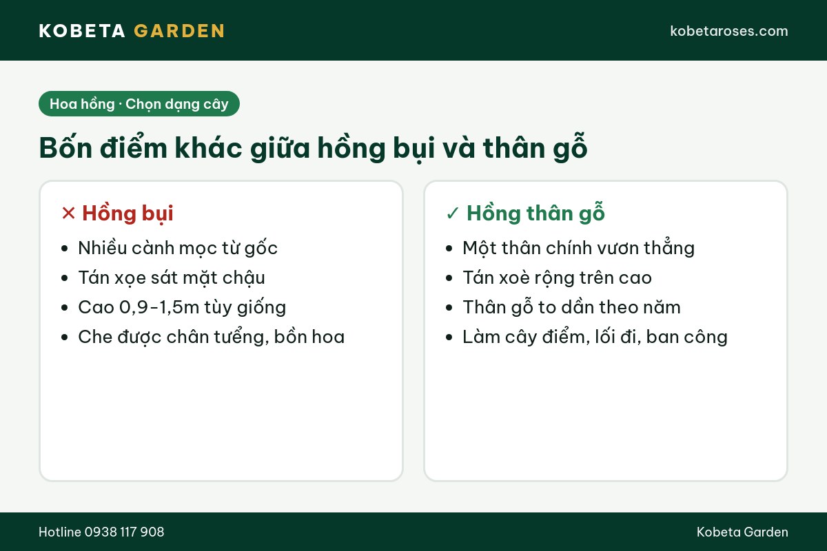 Hình ảnh bài viết