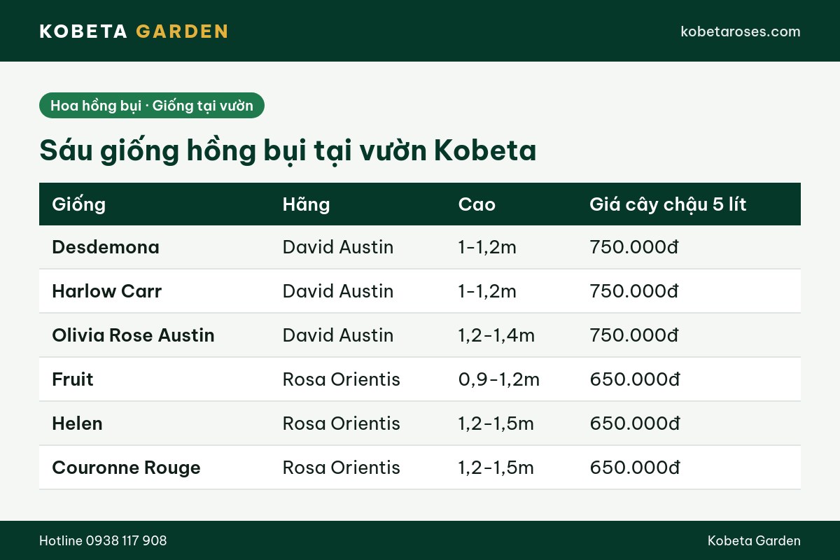Hình ảnh bài viết