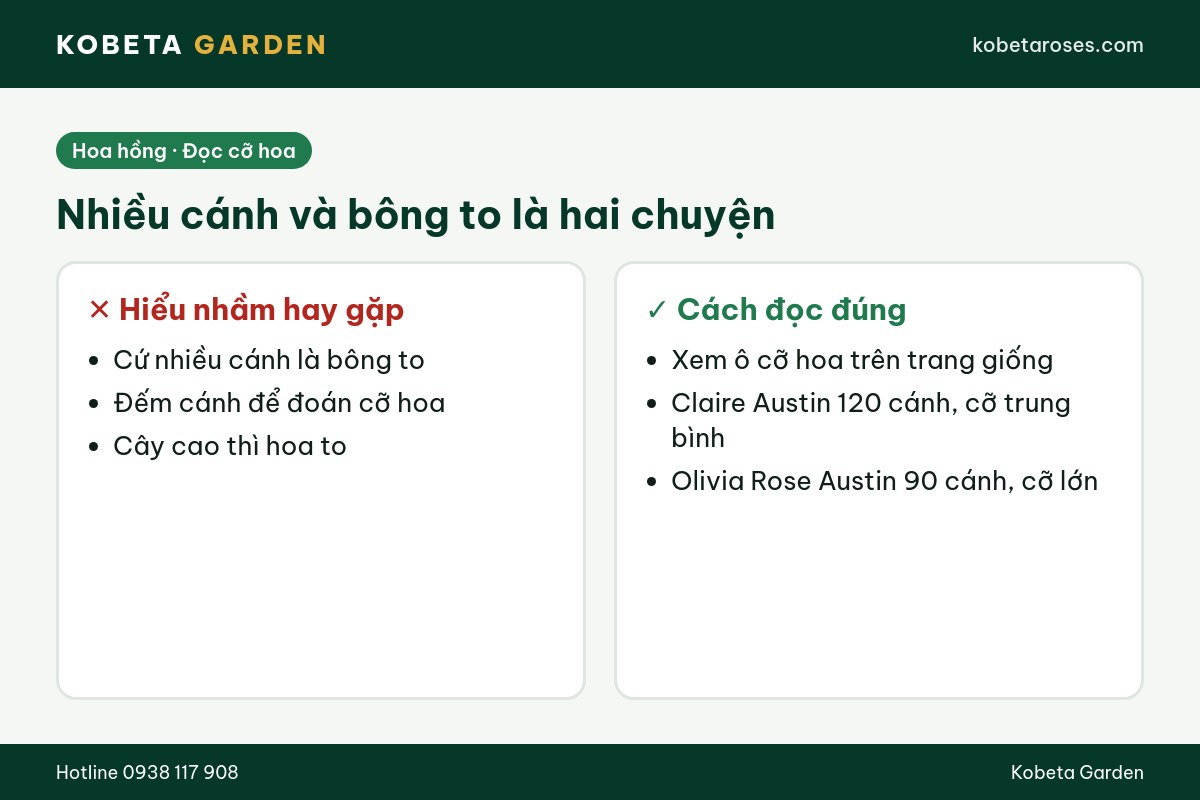 Hình ảnh bài viết