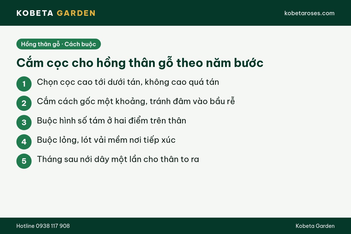 Hình ảnh bài viết
