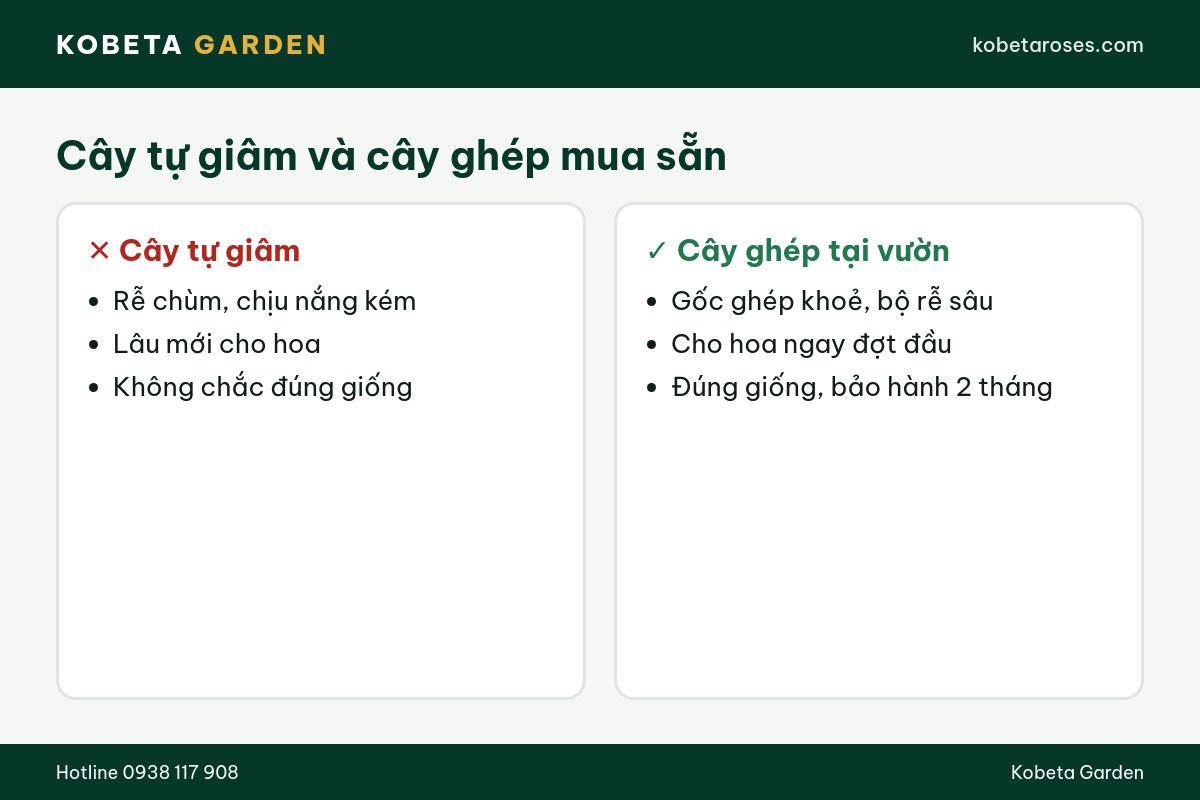 Hình ảnh bài viết